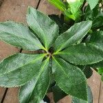 Helleborus niger Leaf