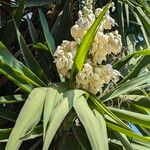 Yucca gloriosaFlor