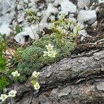 Saxifraga squarrosa Habitus