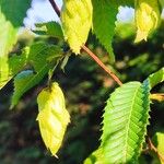 Carpinus japonica ഫലം