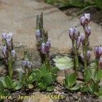 Arabis caerulea Habitus