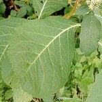 Phytolacca acinosa Likasa