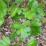 Crataegus marshallii Leaf