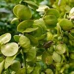 Atriplex hortensis Fruit