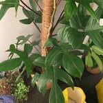 Philodendron pedatum Лист