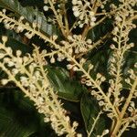 Clethra hondurensis आदत