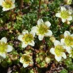 Saxifraga moschata Blodyn