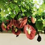 Aristolochia elegans Flower