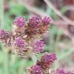 Verbena hastata Flower