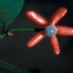 Heisteria cauliflora Fruit