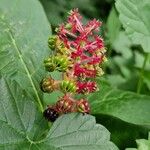 Phytolacca acinosaΛουλούδι