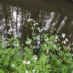 Cardamine amaraFlower