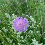 Scabiosa columbariaപുഷ്പം