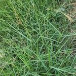 Dichanthium annulatum आदत