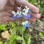 Collinsia verna Цвят