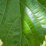 Morus indica Leaf