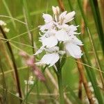 Orchis mascula x Orchis militaris Flower