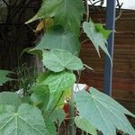 Sparrmannia africana Leaf