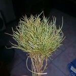 Tillandsia recurvata Blad