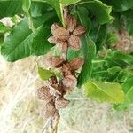 Pittosporum cherrieri Fruit