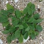 Stachys maritima Leaf