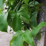 Passiflora edulis برگ