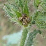 Anchusa arvensis Vaisius