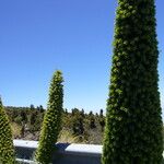 Echium wildpretii Blad