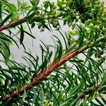 Euphorbia characias 叶