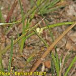 Littorella uniflora Celota