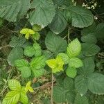 Rubus pruinosus Leaf