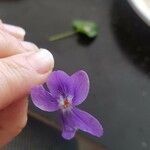 Viola hirta Цвят