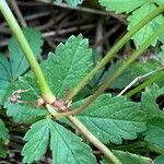 Potentilla reptans 樹皮