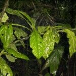 Quararibea pumila Yaprak