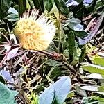 Banksia integrifolia