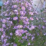 Symphyotrichum dumosum عادت