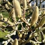 Ochroma pyramidale Fruit