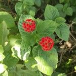 Lantana camaraFlower