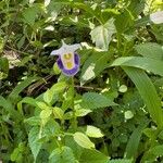 Torenia fournieri花