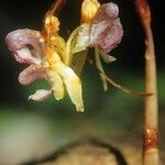 Epipogium aphyllum Blomma