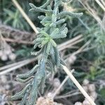 Achillea cretica Folha