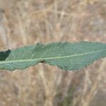 Rumex pulcher Leaf