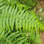 Dryopteris oligodontaFolha