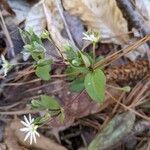 Stellaria pubera Leaf