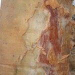 Cyphostemma currorii Ŝelo