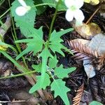 Cardamine californica Leaf