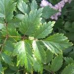 Astilbe rubra Leaf