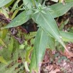 Symphyotrichum novi-belgii Folha