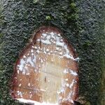 Dichostemma glaucescens Bark