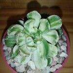 Aeonium castello-paivae Likasa